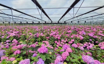平湖經開區櫻花公園